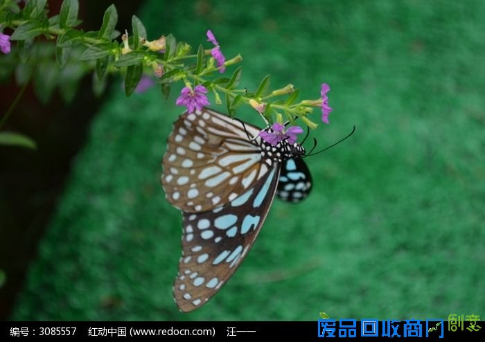 卡申夫鬼美人蝴蝶|蝴蝶夫人美国人|蝴蝶美|寿光摄影俱乐部吧