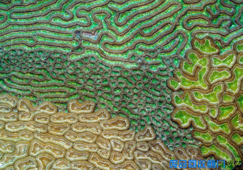 作品名称：Caribbean Brain Coral  摄影师：Evan D’Alessandro（海洋生物与生态教授），美国