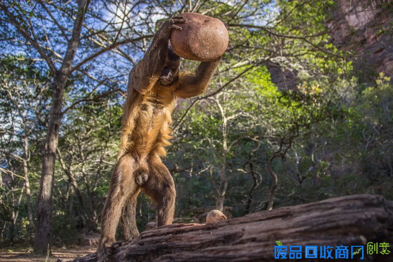 亚军：生物行为  作品名称：Smashing  摄影师：Luca Antonio Marino（生物学碩士研究生），意大利