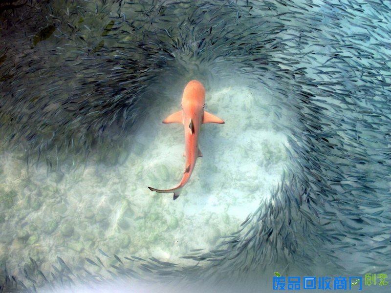 冠军：生物行为  作品名称：Going with the Flow：Schooling to Avoid a Predator  摄影师：Claudia Pogoreutz（热带海洋生态学），德国