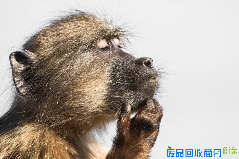 作品名称：A Baboon gets Lost in his Thoughts  摄影师：Davide Giglio，南非
