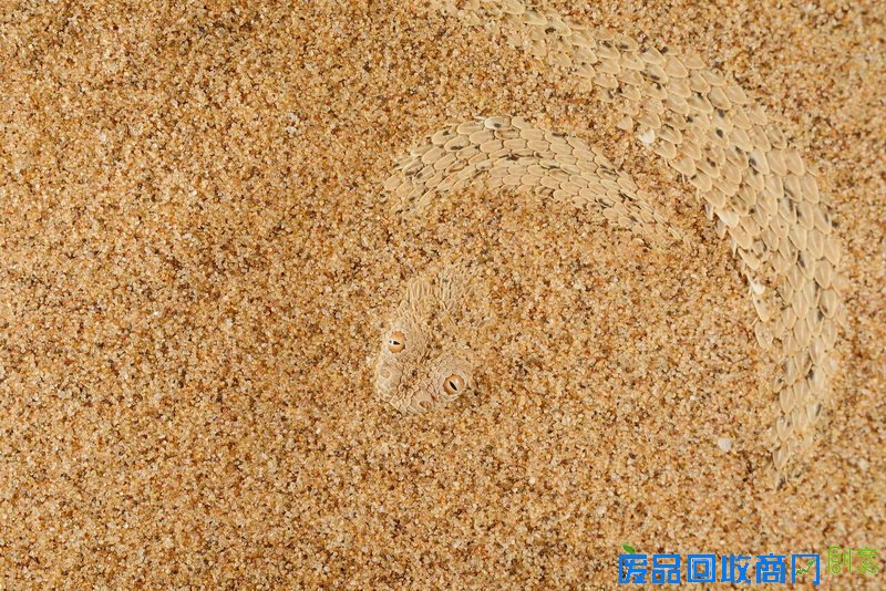 亚军：进化生物学  作品名称：Sand has Scales  摄影师：Fabio Pupin，意大利