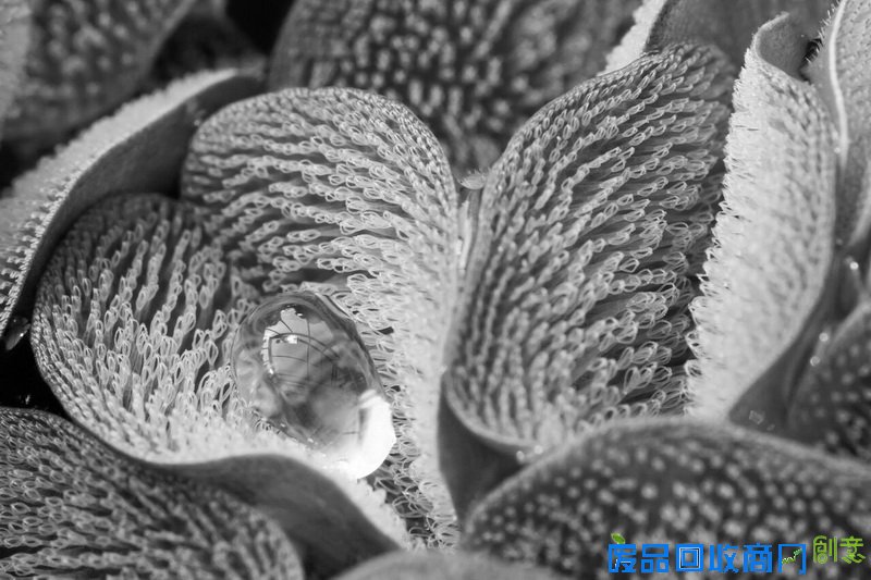 冠军：进化生物学  作品名称：Fern with Drysuit  摄影师：Ulrike Bauer（植物与昆虫相互作用生物学），英国