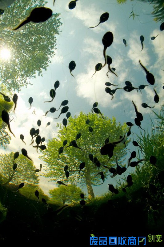 总冠军：生态与环境科学  作品名称：Tadpoles Overhead  摄影师：Bert Willard（生物学家），比利时