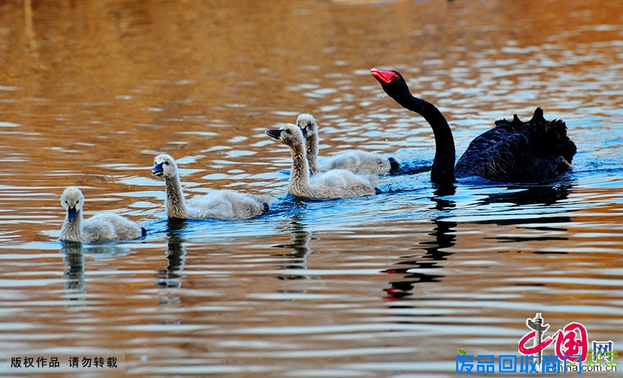 萌图 创意图 萌娃 萌宠 征集 稿费 萌图 创意图 萌娃 萌宠 征集 稿费