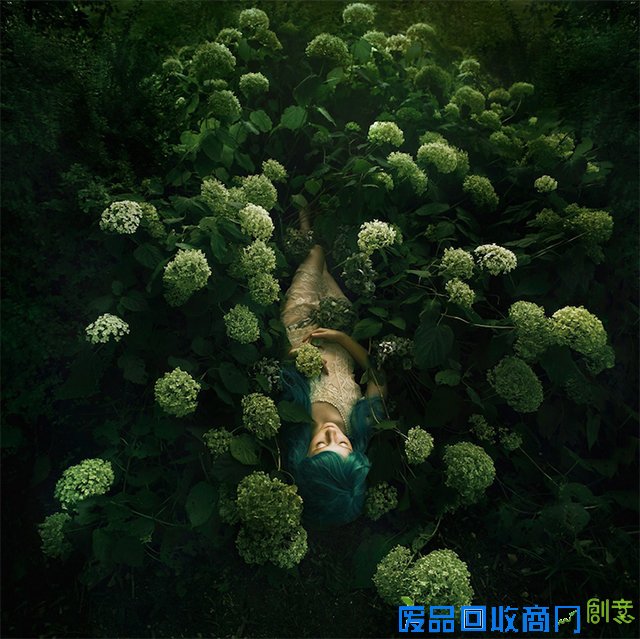 就像,盛开,花朵,像在,元素