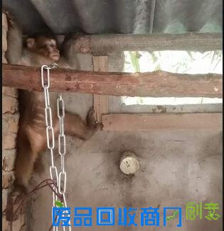 “大师兄”难过“美狗”关（图）