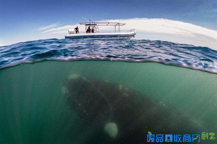 全球壮观摄影展现水下世界 美得令人窒息！