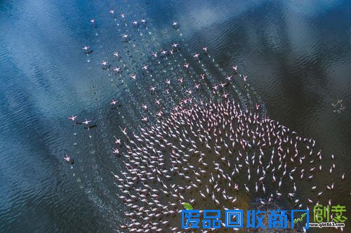 作品名称:俯瞰火烈鸟 作者:陈建强