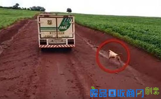 狗追灵车16公里 “忠犬八公”真实上演令网友心碎(图)