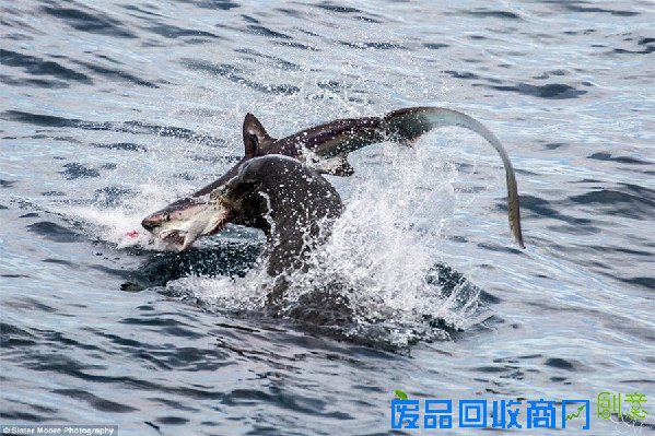 美摄影师拍到海狮捕食鲨鱼画面