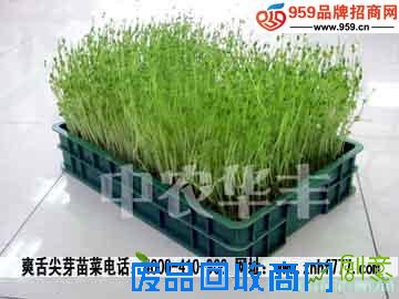 小本创业什么项目好？爽舌尖芽苗菜市场前景光明