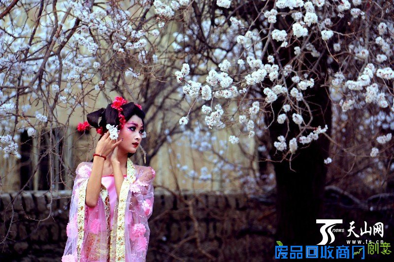 在烂漫的杏花下拍古典美女