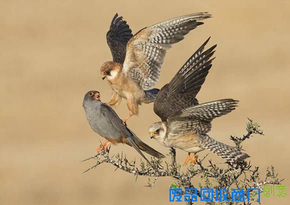 d7e52ace95be4b33823612e228d04bf0