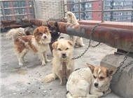 网曝西安医学院用宠物狗做实验后随意丢弃 网曝西安医学院用宠物狗做实验后随意丢弃