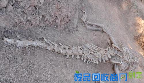 （文化）（1）云南发现1.8亿年前恐龙化石