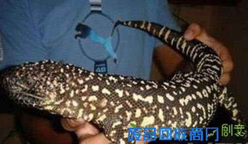 太惊艳！美女摄影师耗时14年拍摄到的星木生辉图