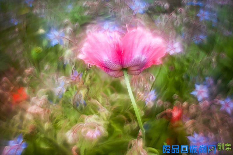 绝美微距植物：法国美女摄影师的秘密花园