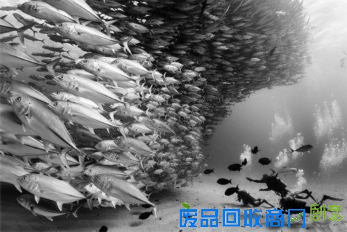 ND Magazine摄影大赛获奖作品展现唯美自然（组图）