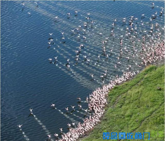 非洲旅游摄影:大量美图出没 流量杀手来了!