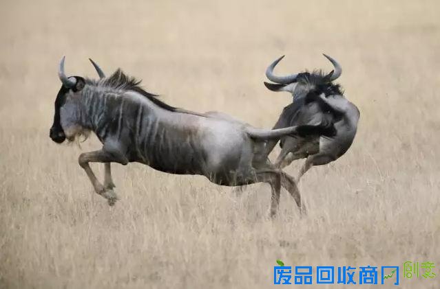 非洲旅游摄影:大量美图出没 流量杀手来了!