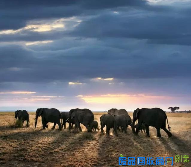 非洲旅游摄影:大量美图出没 流量杀手来了!