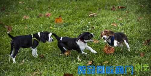 美首批试管狗成功降生 有助濒危物种（4）