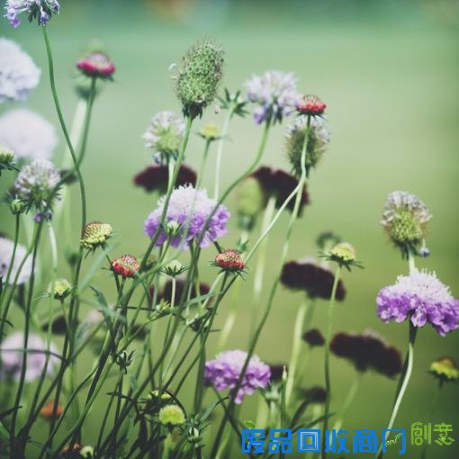 唯美小清新森系花朵伤感唯美图片