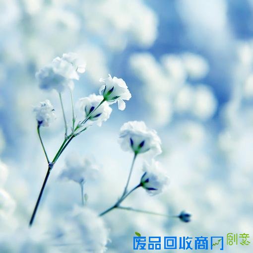 唯美小清新森系花朵伤感唯美图片