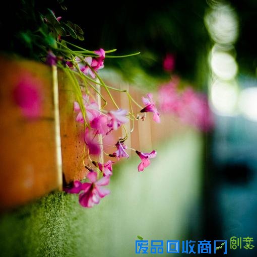 唯美小清新森系花朵伤感唯美图片