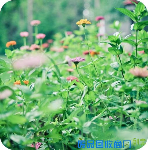 唯美小清新森系花朵伤感唯美图片