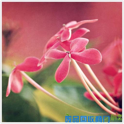 唯美小清新森系花朵伤感唯美图片