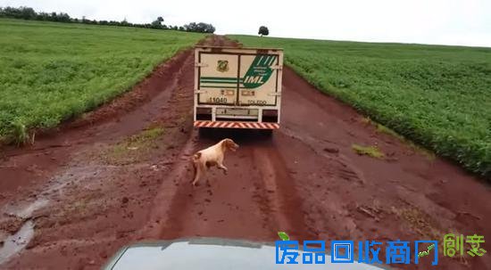 现实版忠犬八公:狗追灵车16公里 直到再也没有力气