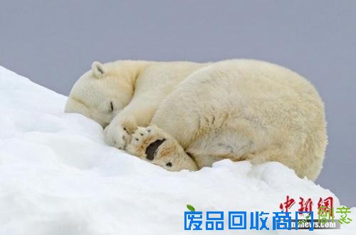 北极熊骨瘦嶙峋令人心碎 疑气候变化难觅食(图)