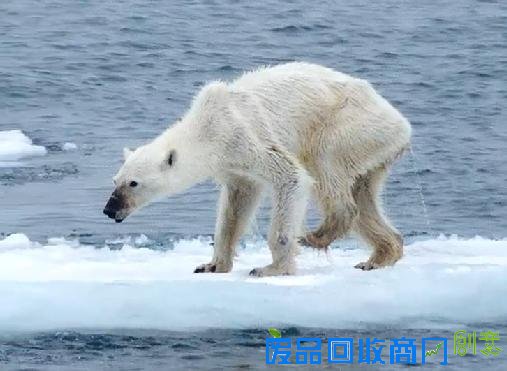 北极熊骨瘦嶙峋令人心碎 疑气候变化难觅食(图)