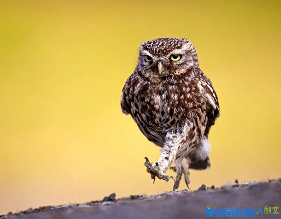 摄影师抓拍猫头鹰呆萌瞬间忍俊不禁