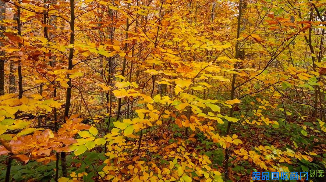 欧洲风情画唯美延时摄影《秋之韵》