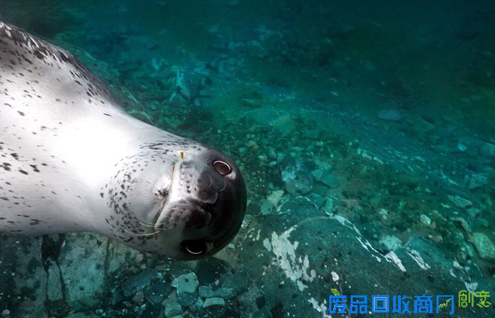 潜水员抓拍海豹龇牙咧嘴可爱微笑