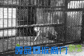 灰太狼意外咬死喜羊羊 动漫大结局即将来临？（图）