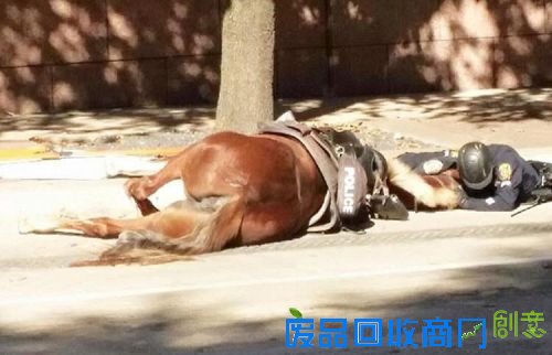 美国警官守护重伤警马不愿离开