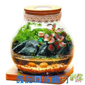 苔藓微景观鱼缸盆栽。