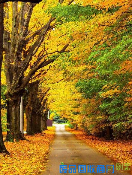 意境伤感森系lomo寂静森林唯美图片