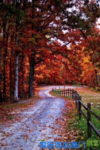 意境伤感森系lomo寂静森林唯美图片