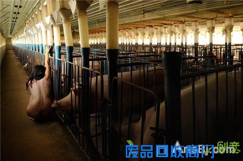 女摄影师全裸躺猪圈与群猪同眠