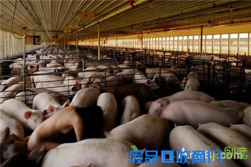女摄影师全裸躺猪圈与群猪同眠