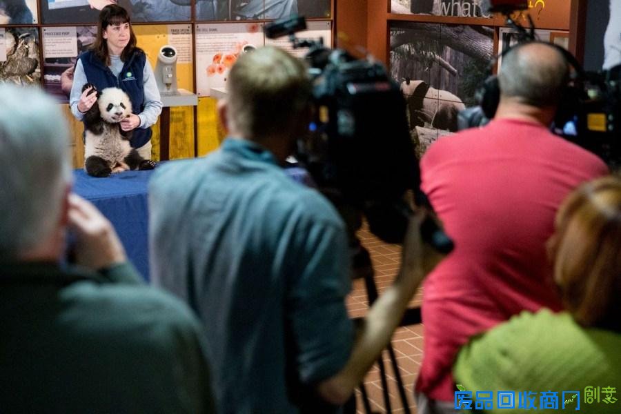 熊猫亮相华盛顿 贝贝在镜头下活动自如呆萌可爱(组图)