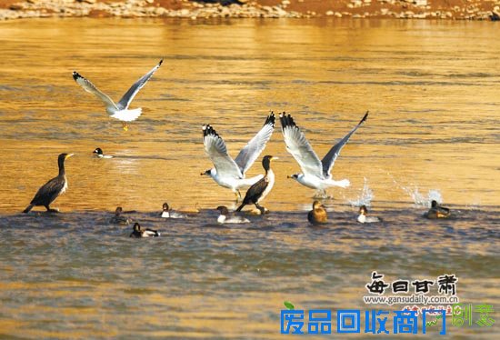 【视觉】兰州环境明显改善 吸引大量候鸟栖息