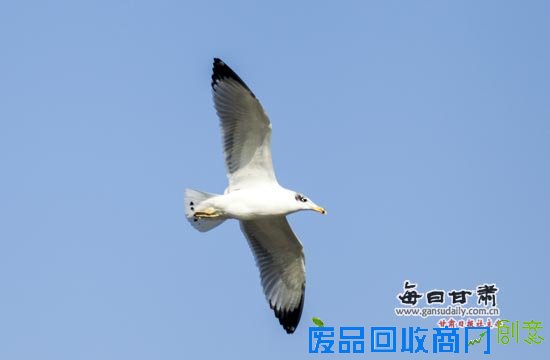 【视觉】兰州环境明显改善 吸引大量候鸟栖息