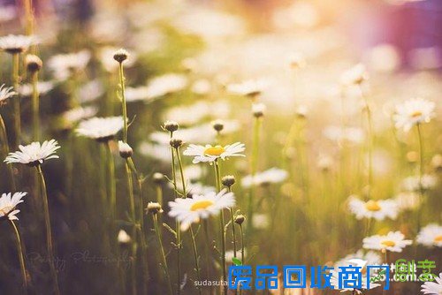 加拿大摄影师Carolene Preap眼中的生活美图