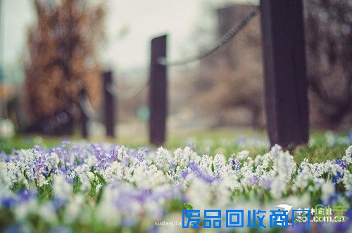 加拿大摄影师Carolene Preap眼中的生活美图